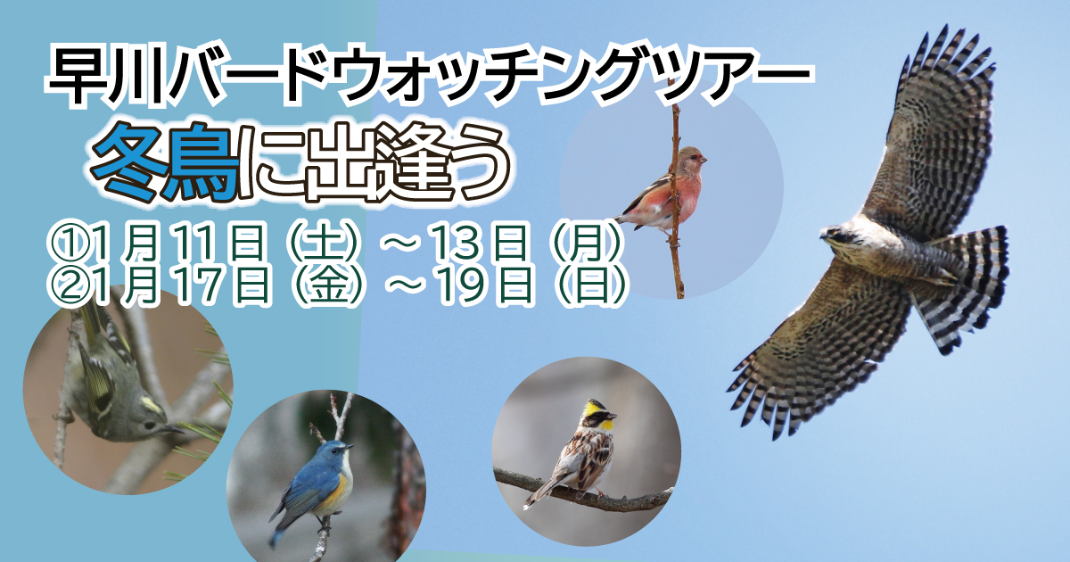 早川BWツアー　冬鳥に出会う