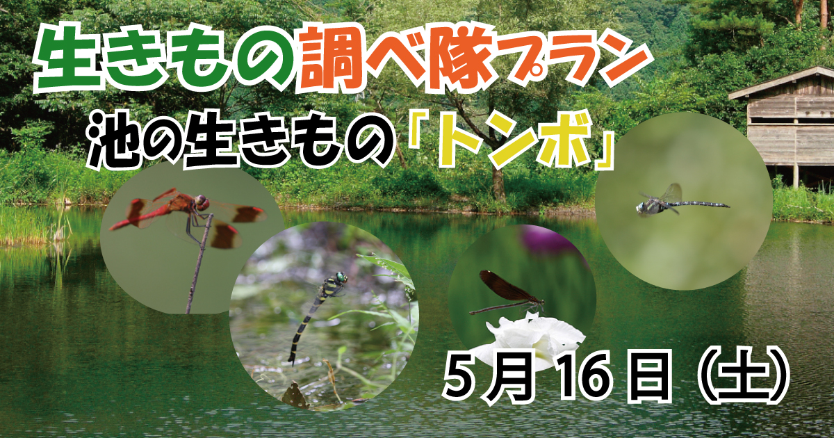 生きもの調べ隊トンボ